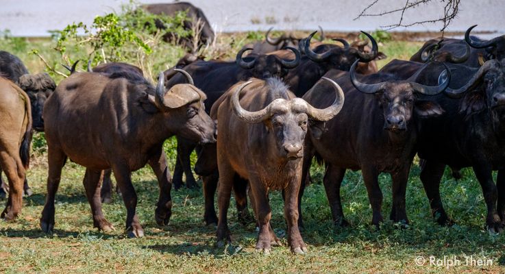 Legt euch nicht mit uns an