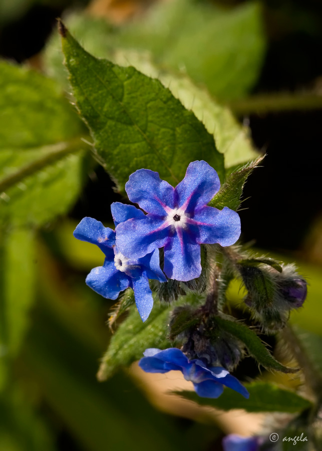 Legua de buey (pentaglotis sempervirens)