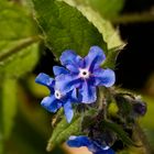 Legua de buey (pentaglotis sempervirens)