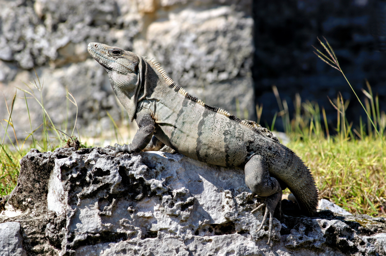 Leguan