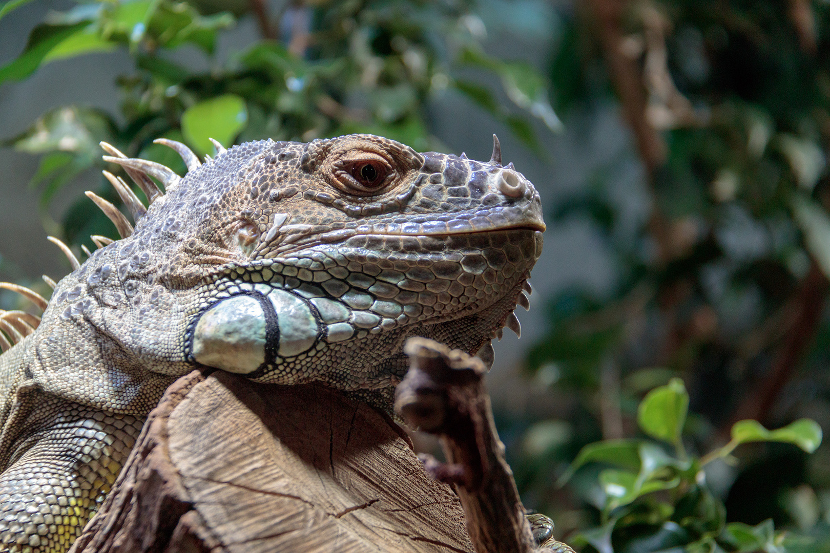 Leguan