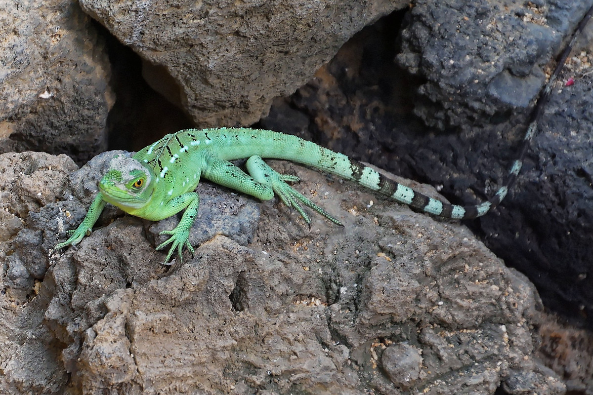 Leguan