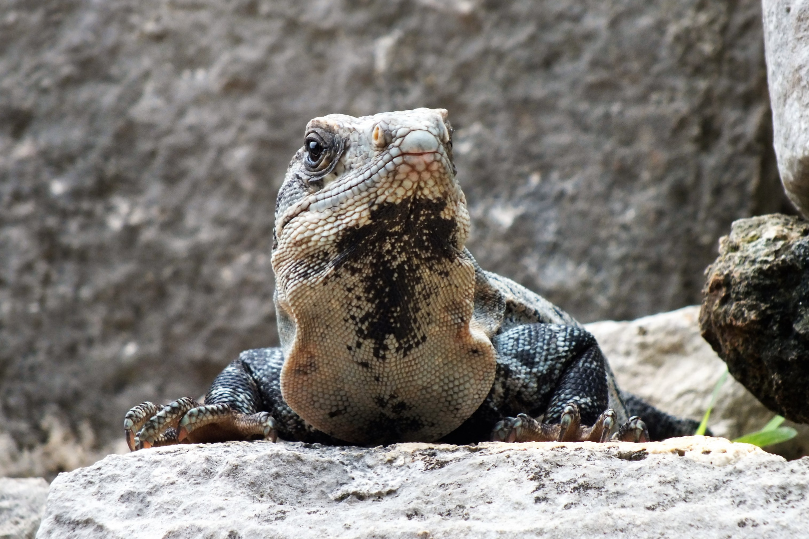 Leguan