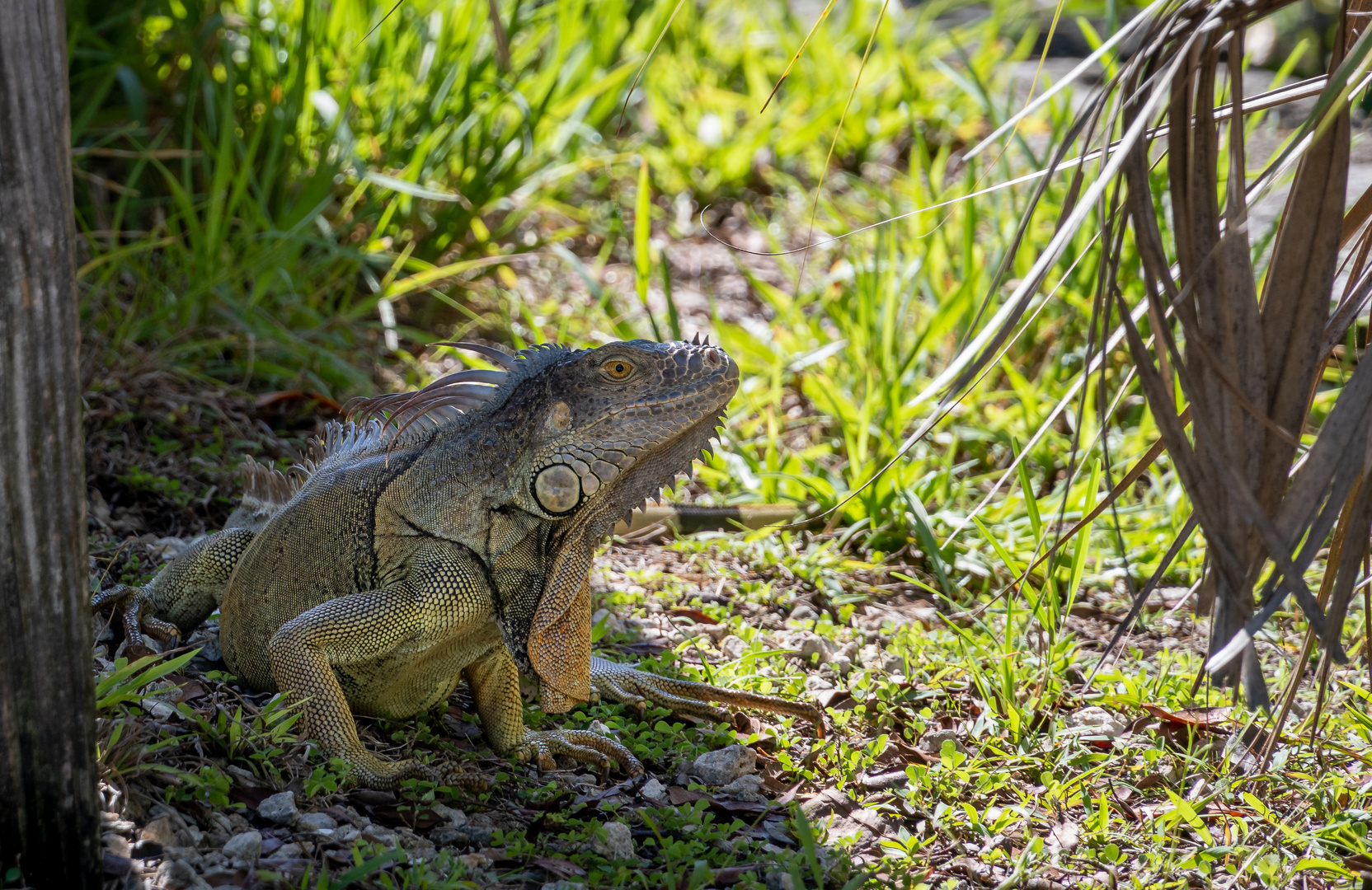 Leguan