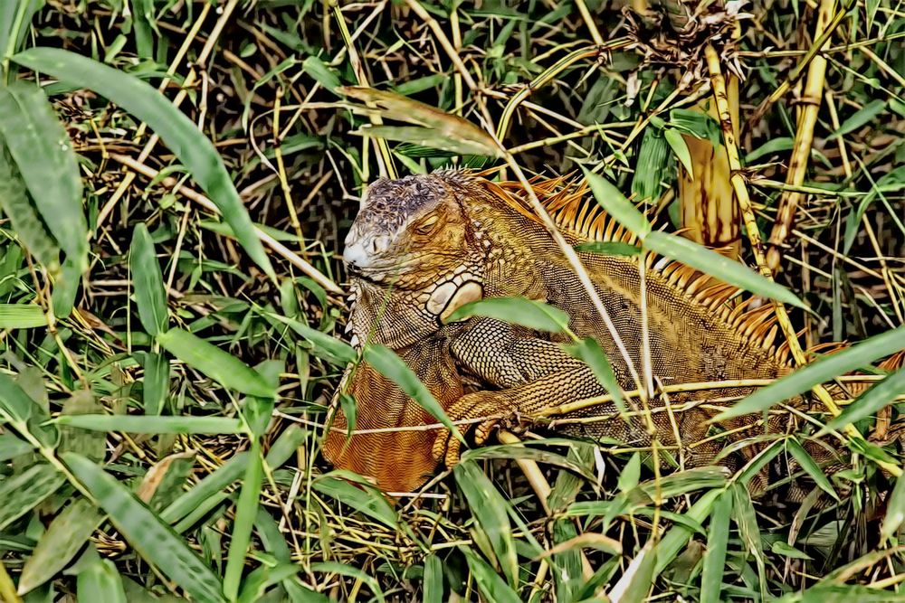 Leguan