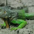 Leguan # 1