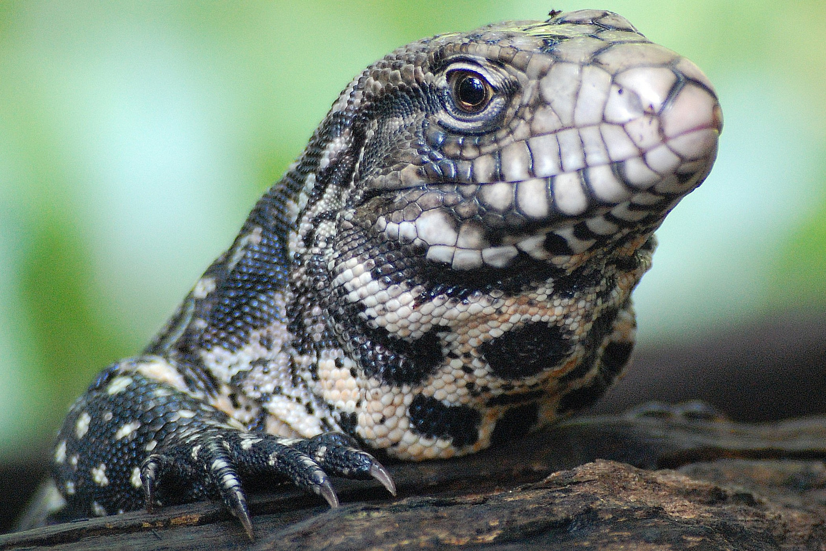 Leguan