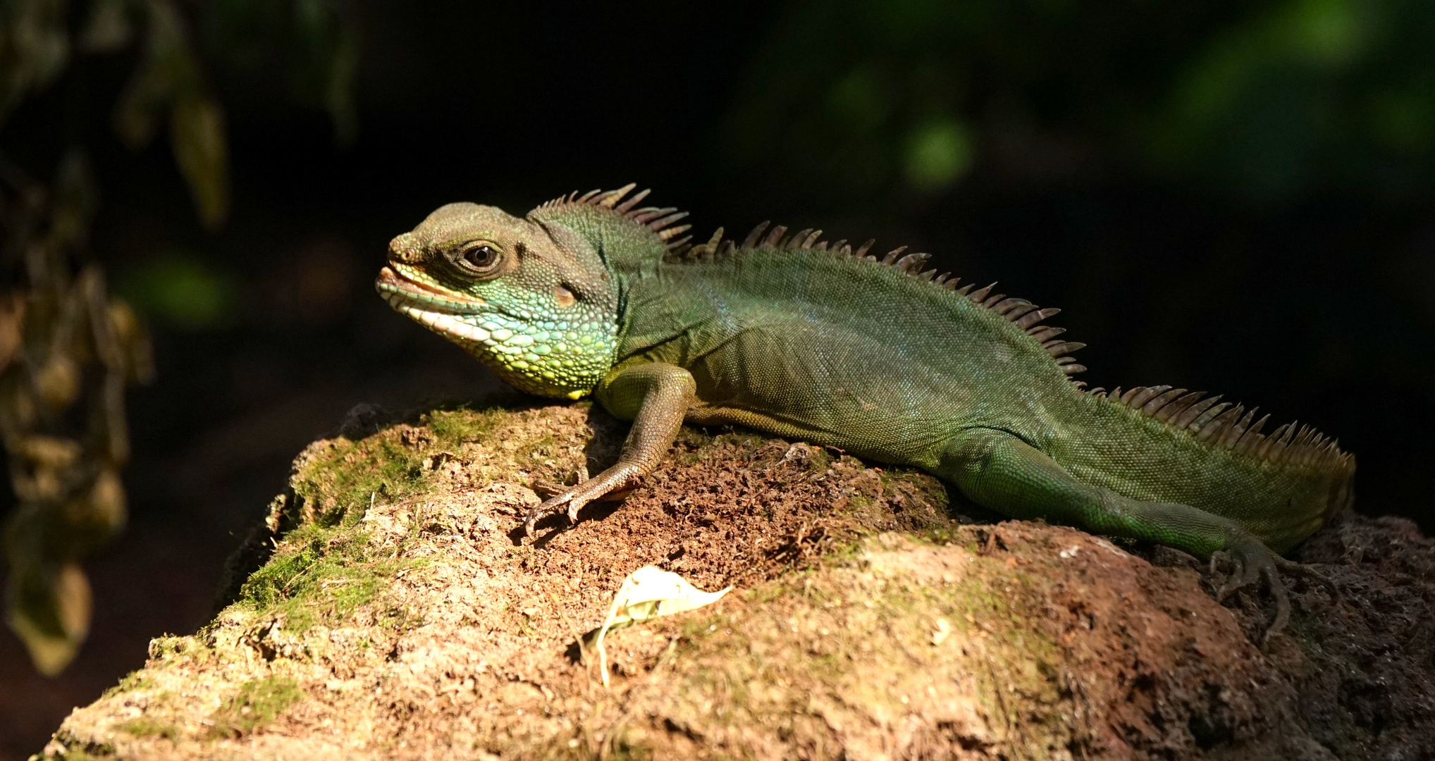 Leguan ? 