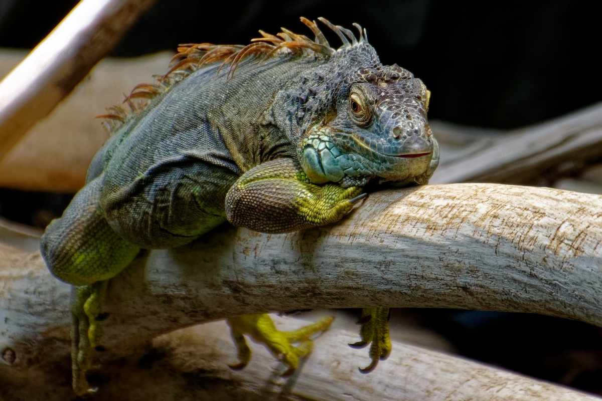 Leguan