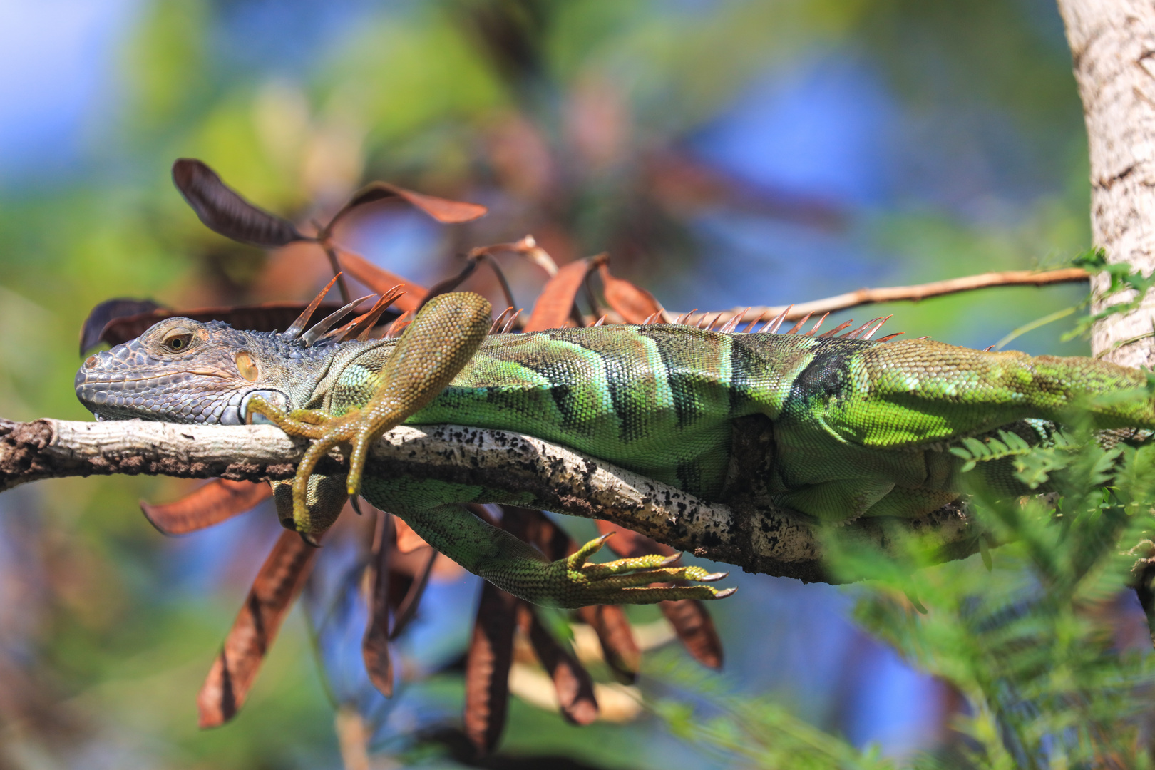 Leguan 2