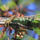 Leguan 2