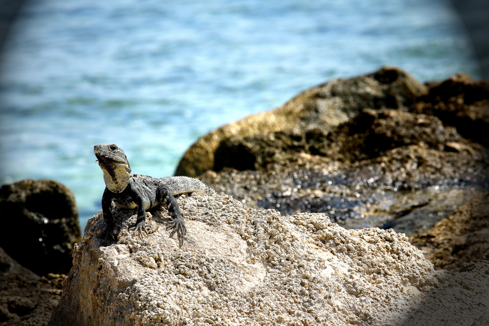 Leguan 2