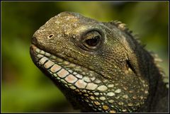 Leguan (2)