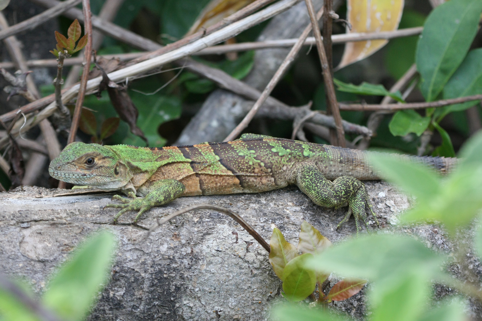 Leguan