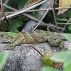 Leguan