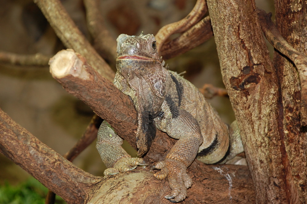 Leguan