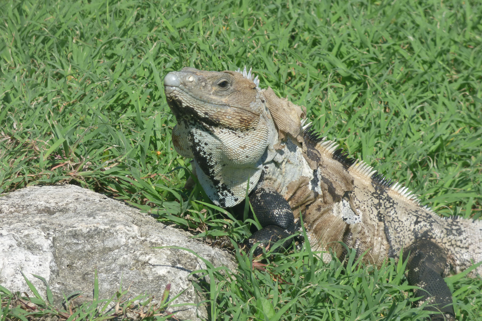 Leguan 