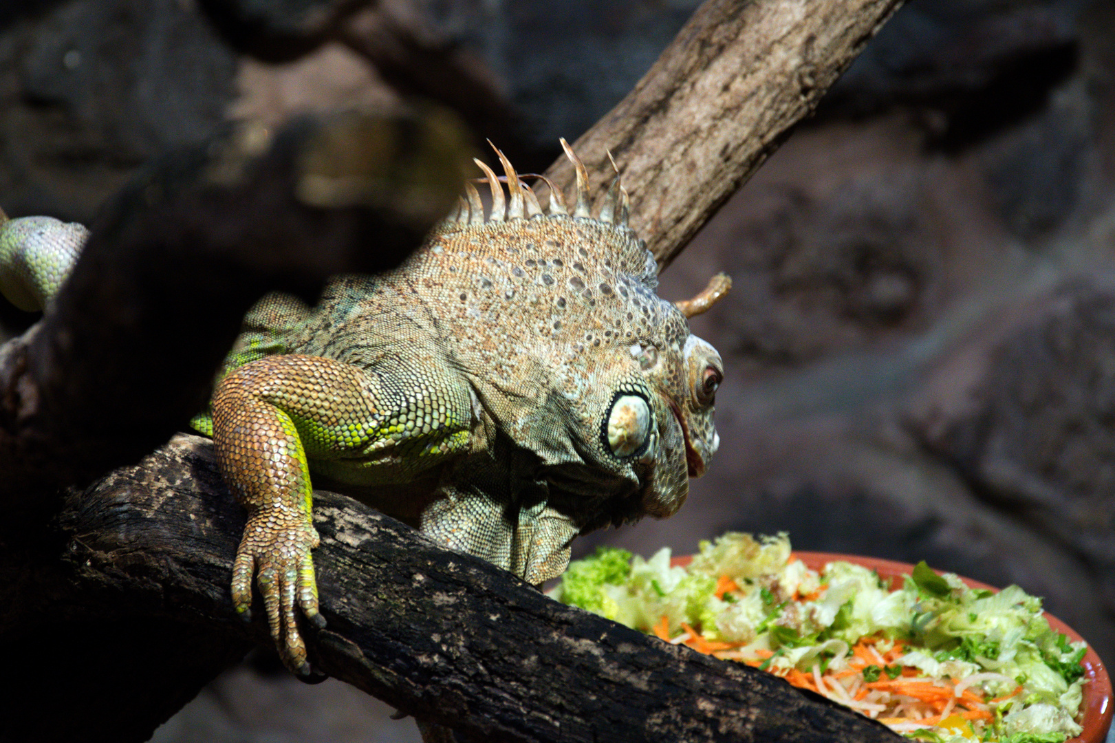 Leguan