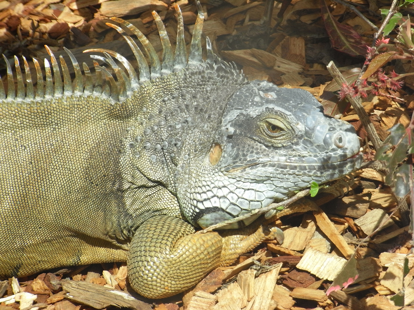 Leguan