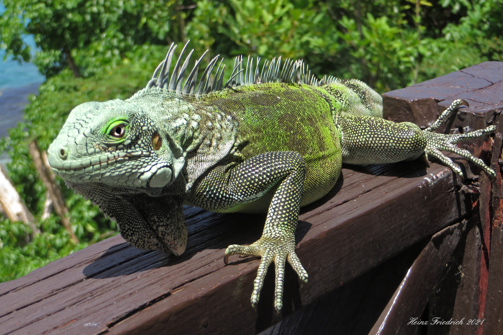 Leguan