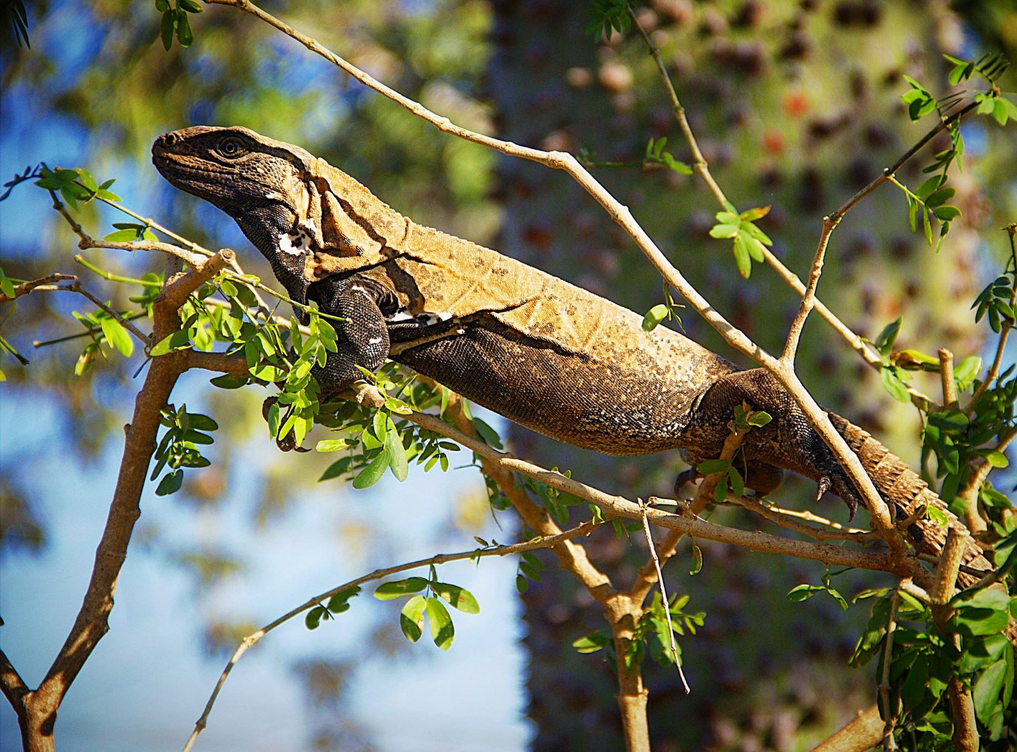 Leguan