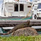 Leguan 3 die großen lagen direkt am Hafen,die hatten schon beträchtliche Ausmaße