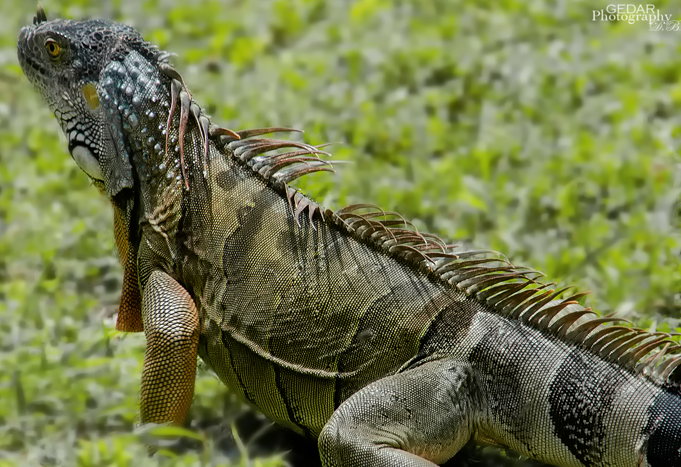 Leguan