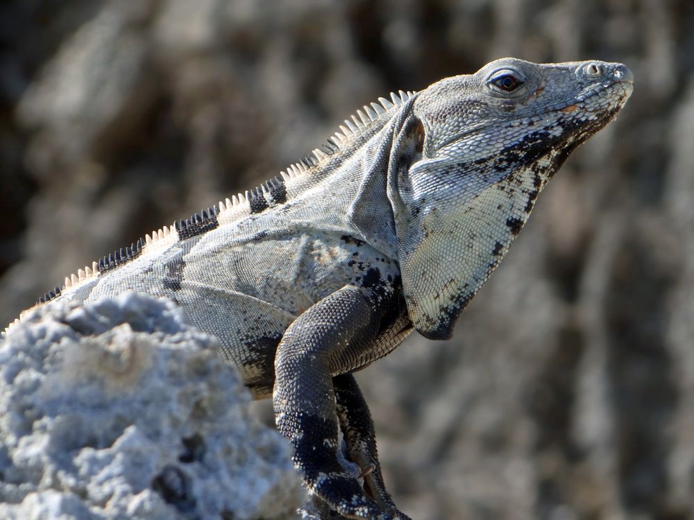 Leguan