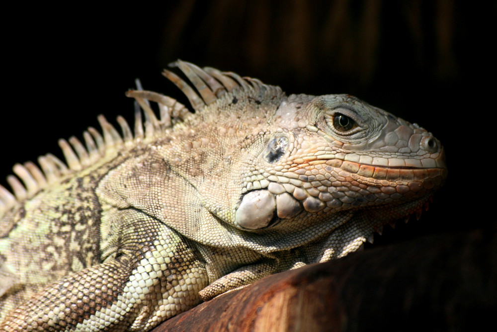 Leguan