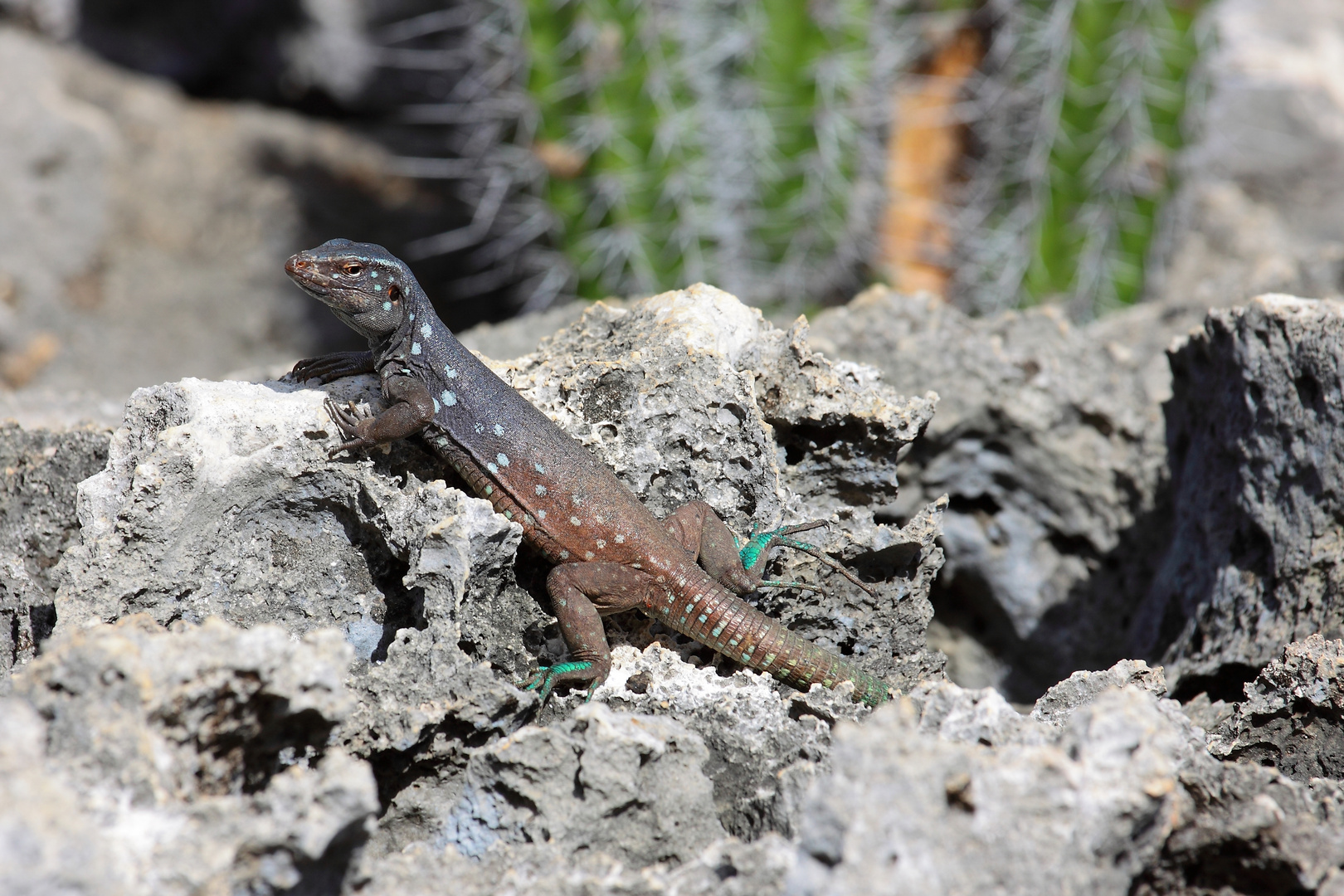 Leguan