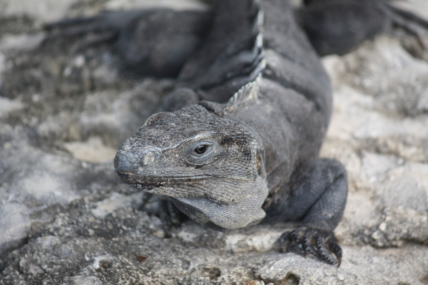 Leguan