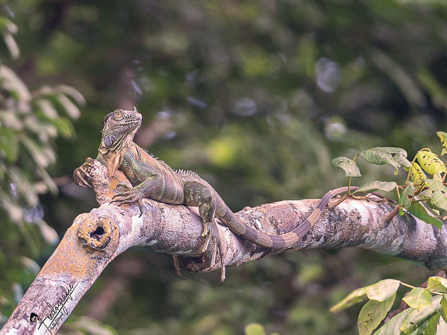 leguan