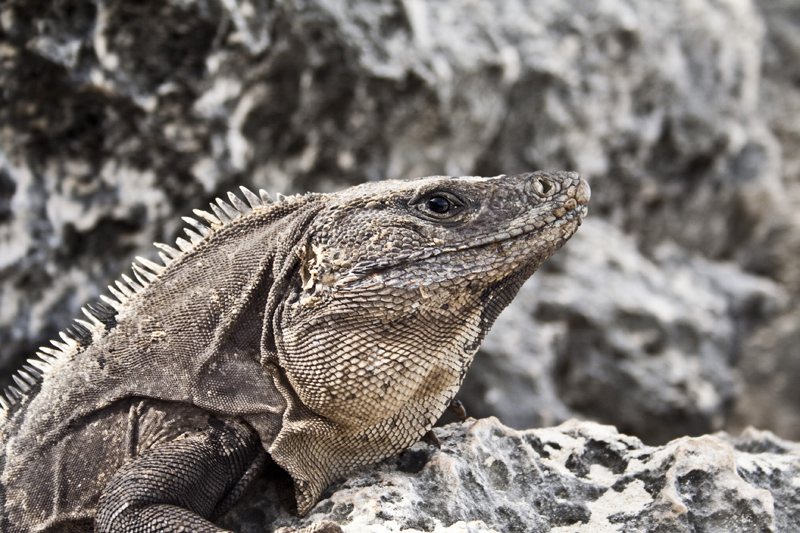 Leguan