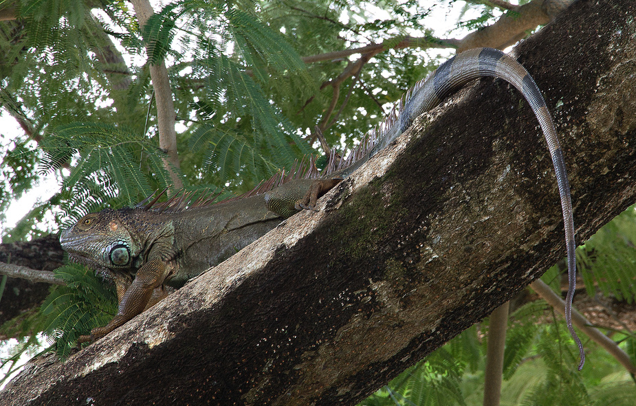 Leguan