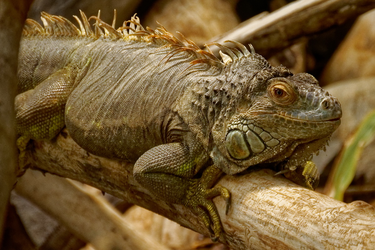 Leguan