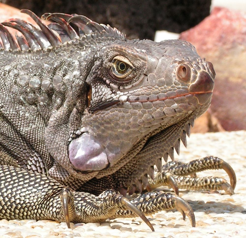 Leguan von WernerReiner 