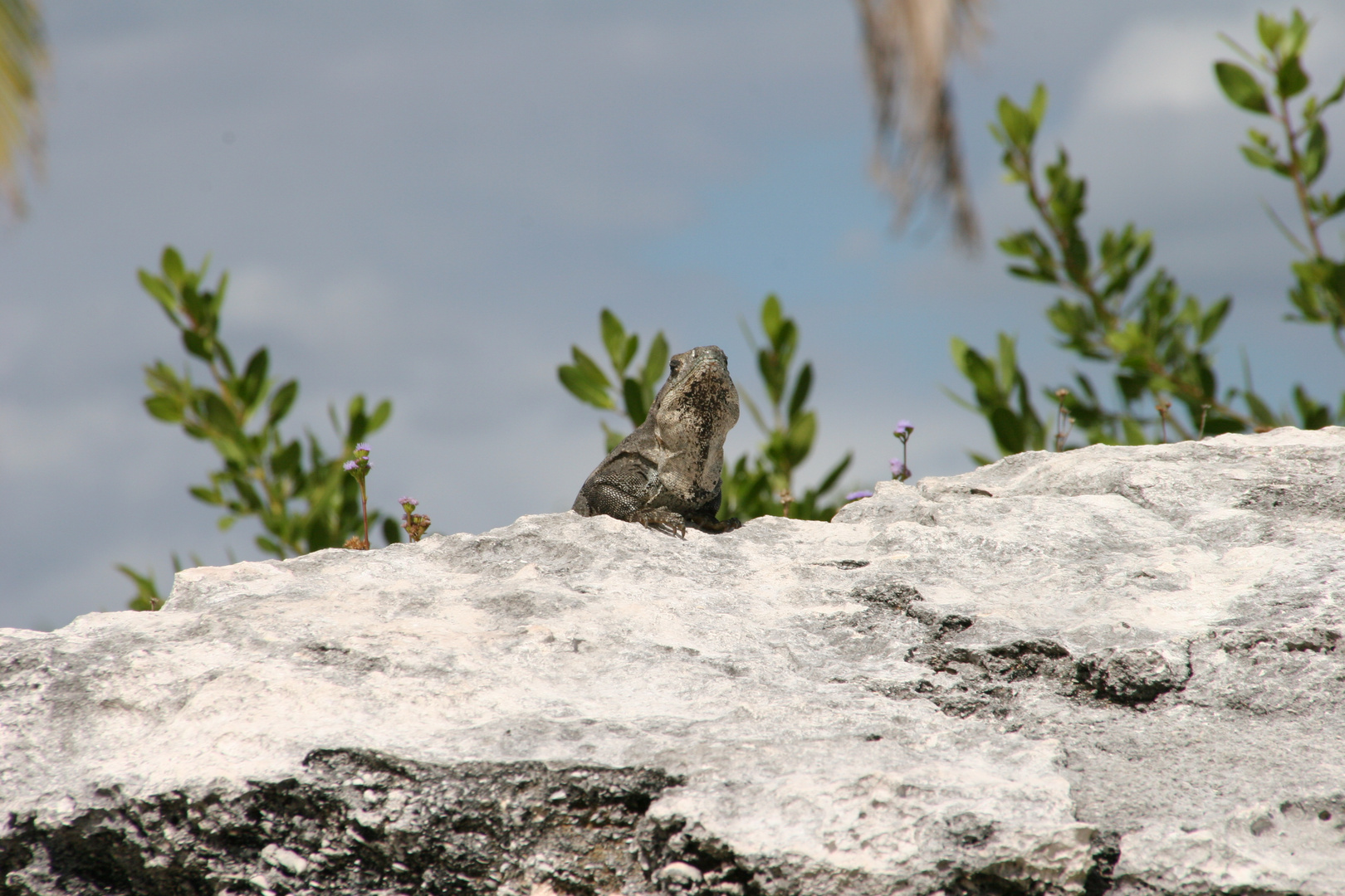 Leguan