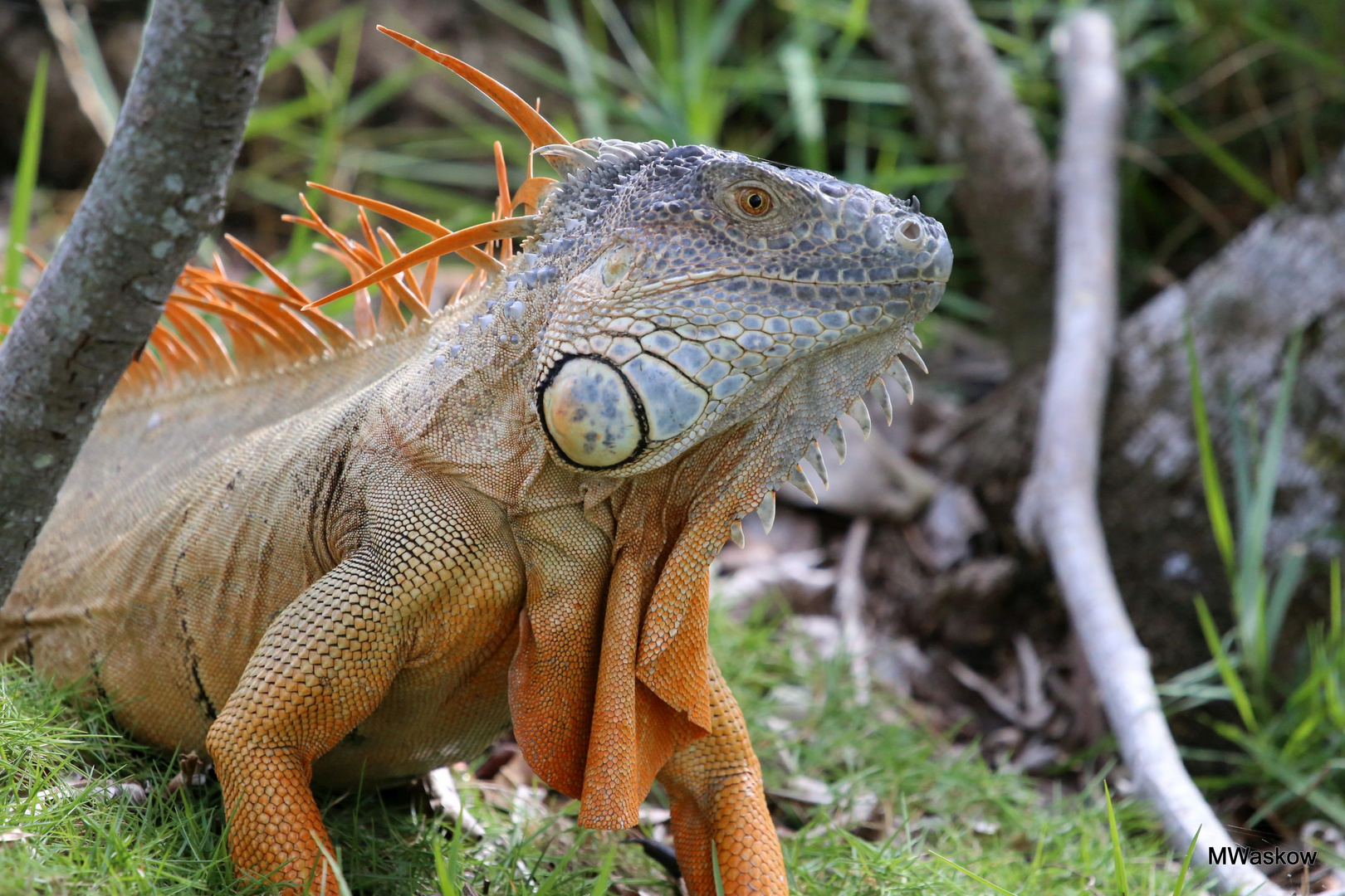 Leguan 