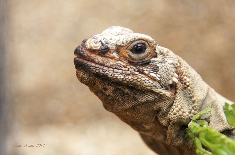 Leguan