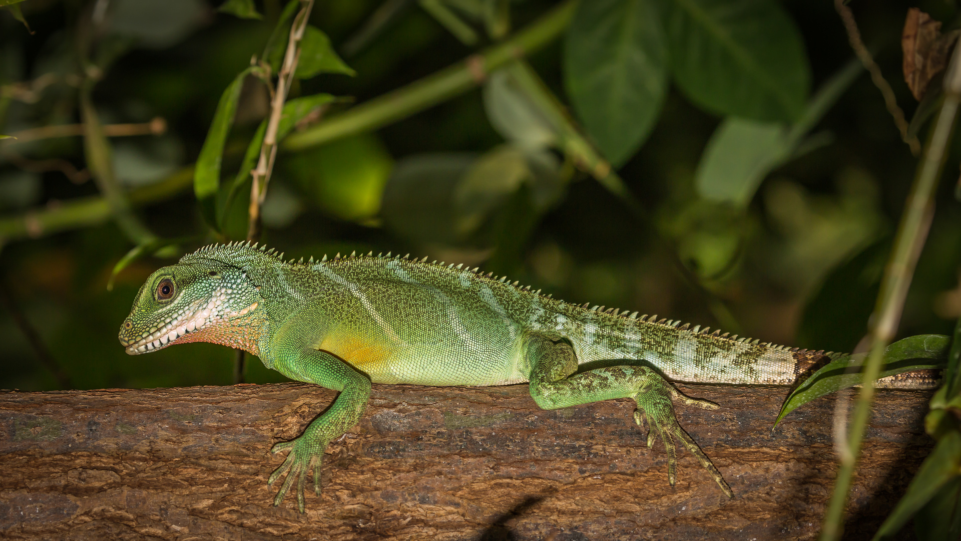 Leguan