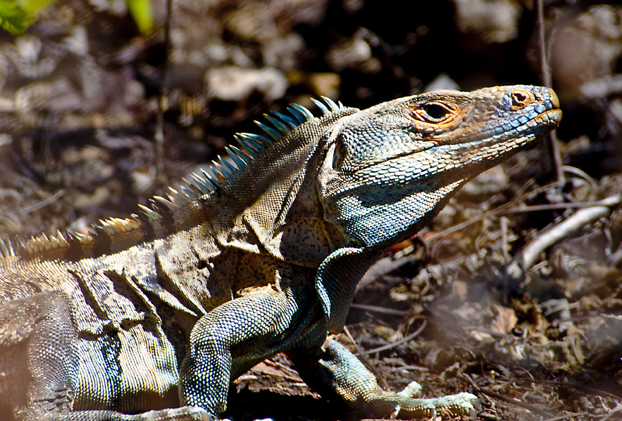 Leguan