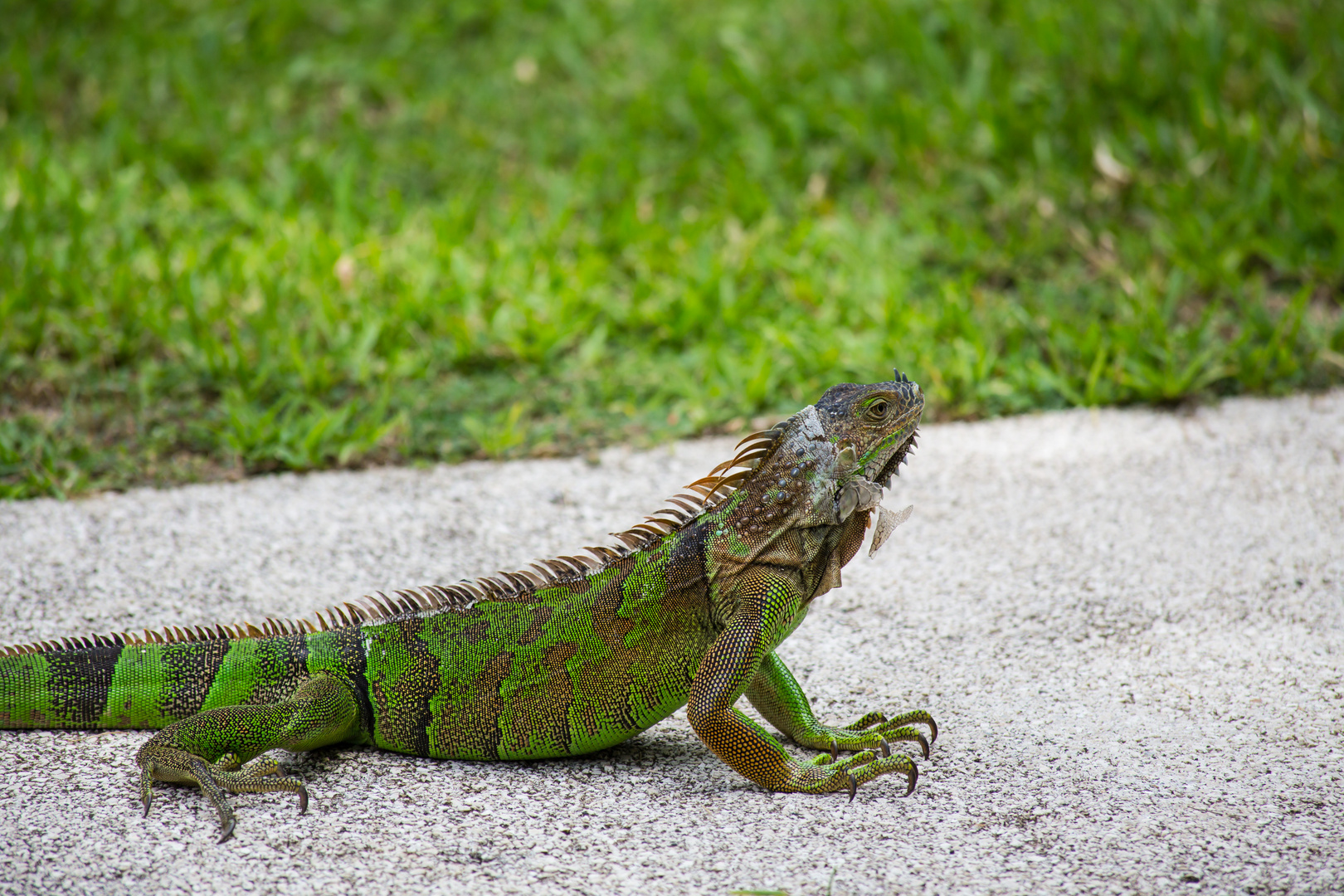 Leguan