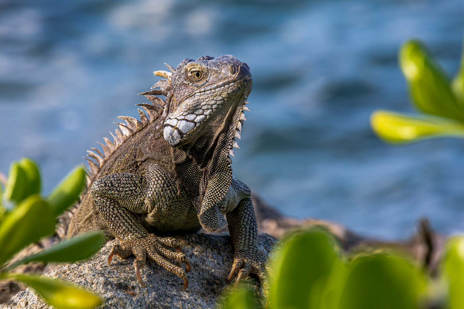 leguan