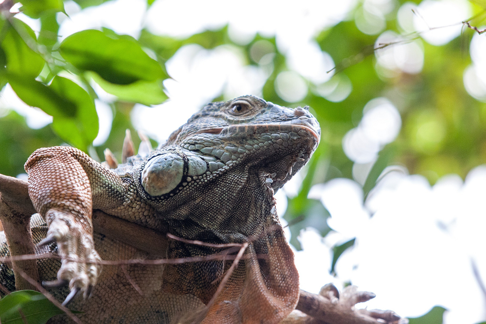 Leguan