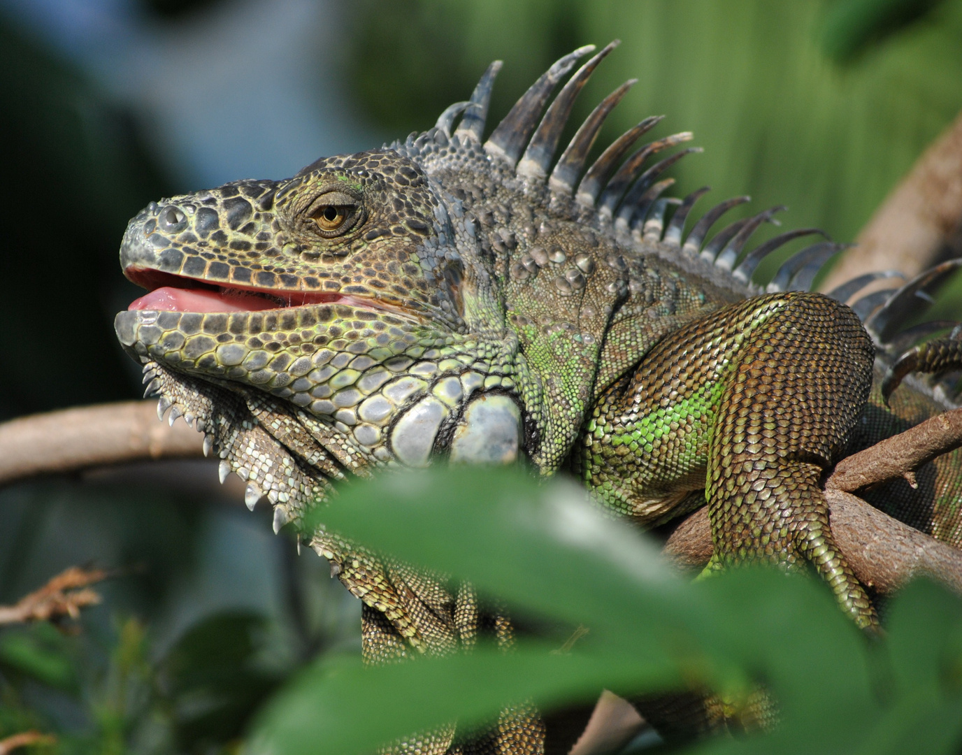 Leguan