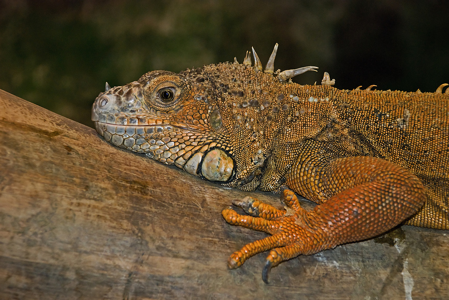 Leguan Foto & Bild | tiere, zoo, wildpark & falknerei, amphibien ...