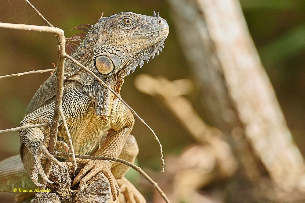 Leguan