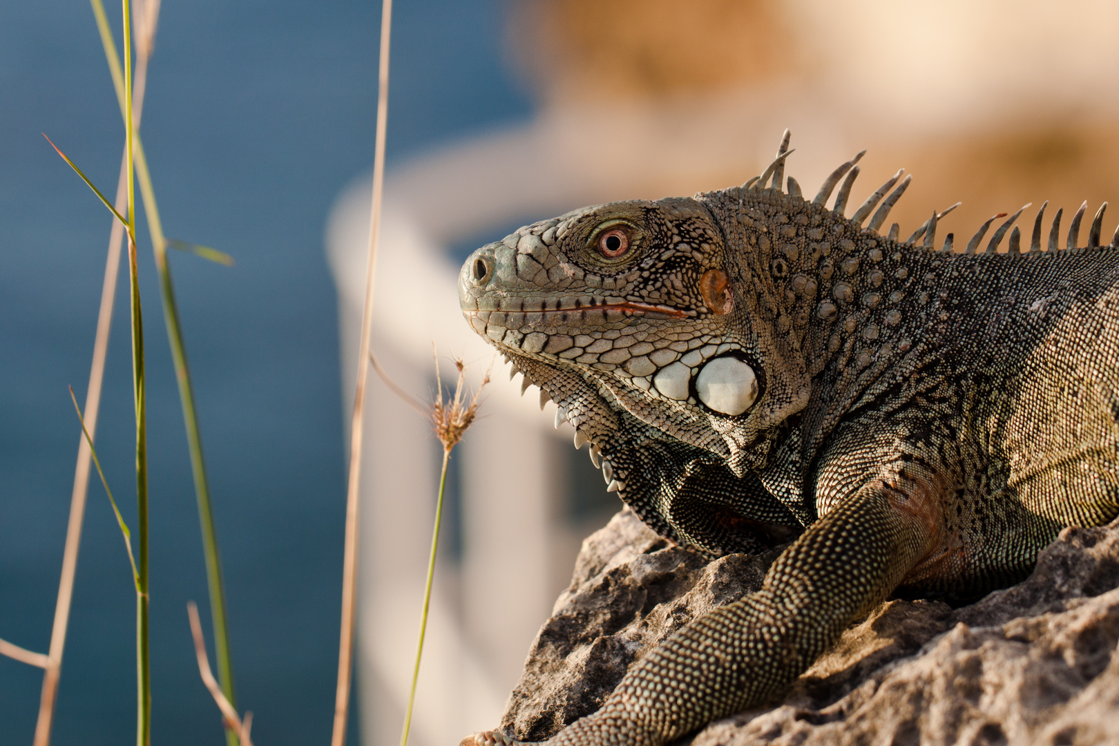 Leguan