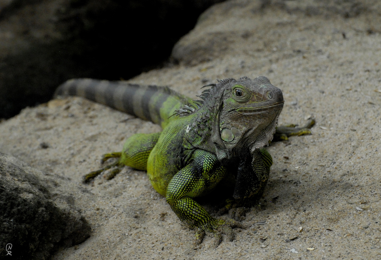 Leguan Foto & Bild | tiere, zoo, wildpark & falknerei, amphibien ...