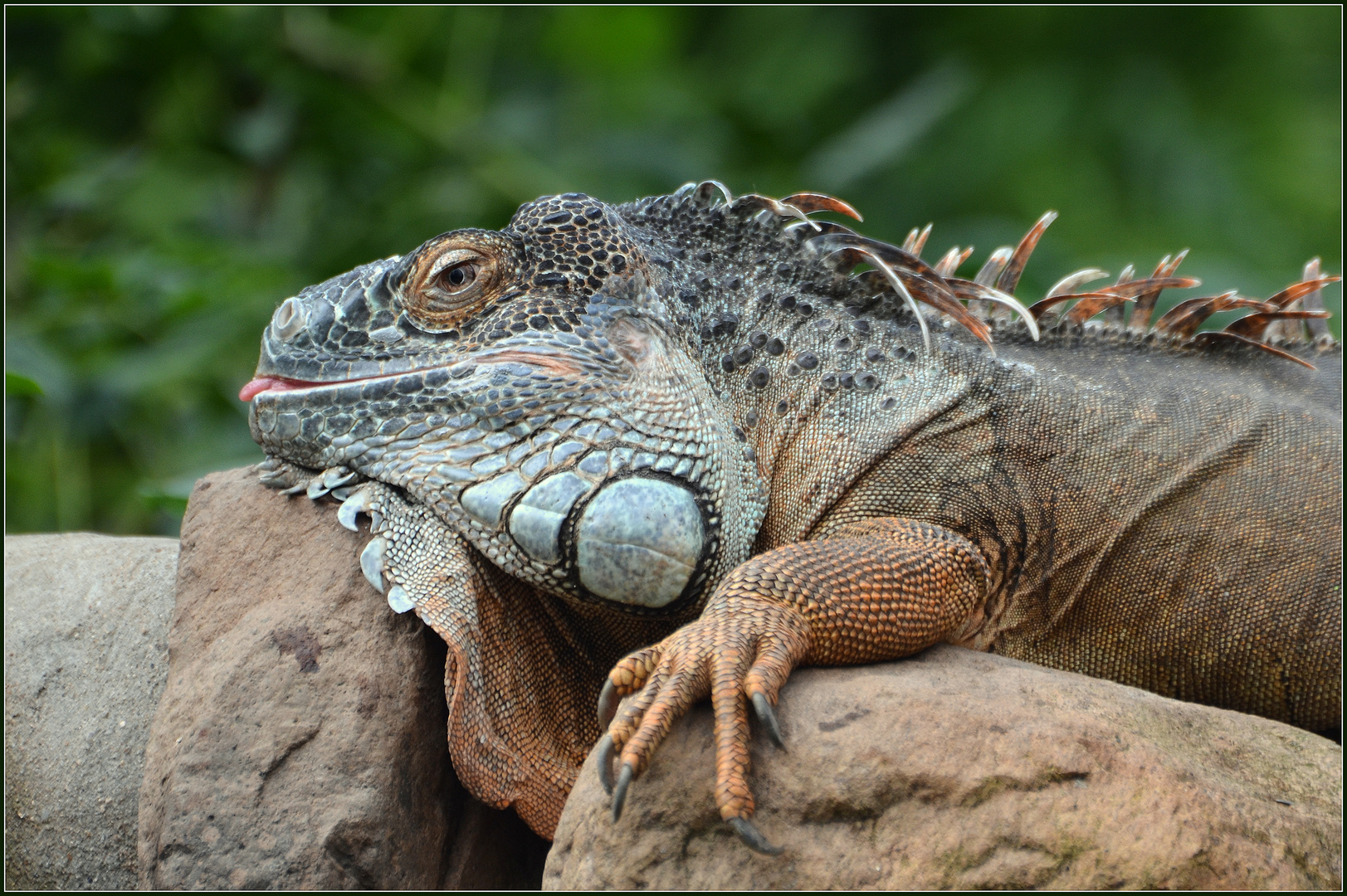 Leguan Foto & Bild europe, scandinavia, denmark Bilder auf